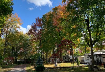 camping-ete-terrain-arbre